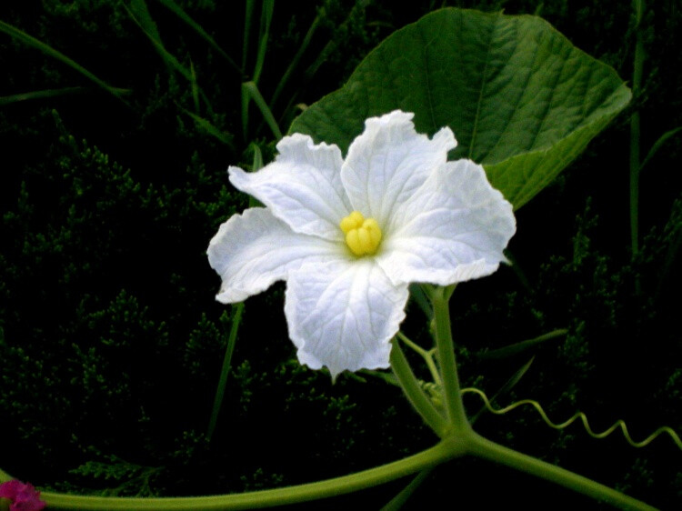 夕颜，正名为：月光花（学名：Ipomoea alba），又名嫦娥奔月（云南）、天茄儿、天茄子、夕颜（日本）。夕颜，在《源氏物语》中，指葫芦花。色白，黄昏盛开，翌朝凋谢，悄然含英，阒然零落。在文学作品中多指代在突然香消玉殒的薄命女子。花语：永远的爱。