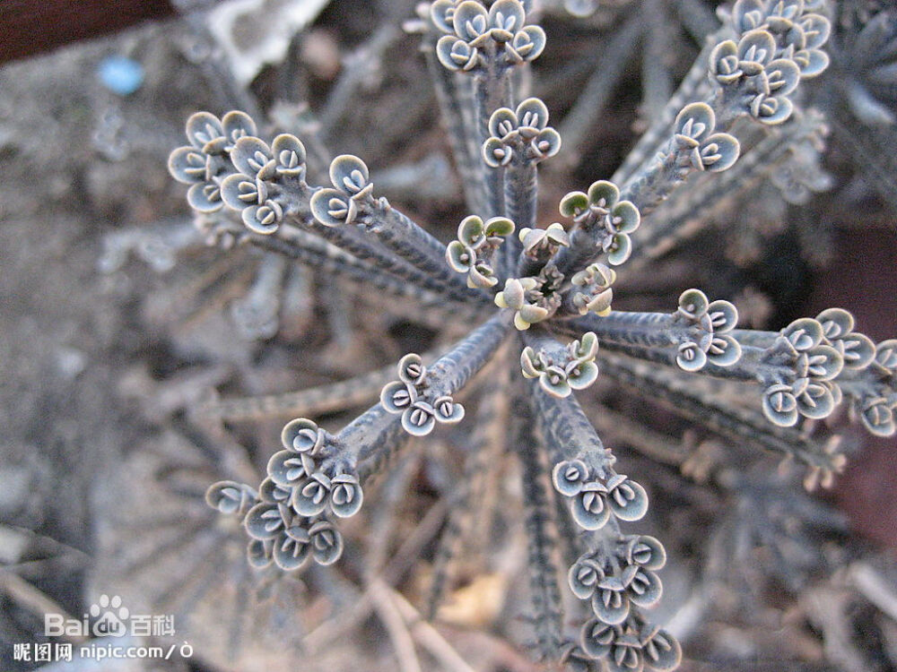 不死鸟是景天科植物棒叶落地生根的别名 ，拉丁学名：Kalanchoe daigremontian hybrid，长吊吊的、球茎旁又长球茎的、球茎上面长球茎的、叶子上长小苗的、叶子里面长种子的、插片叶子就长根的……