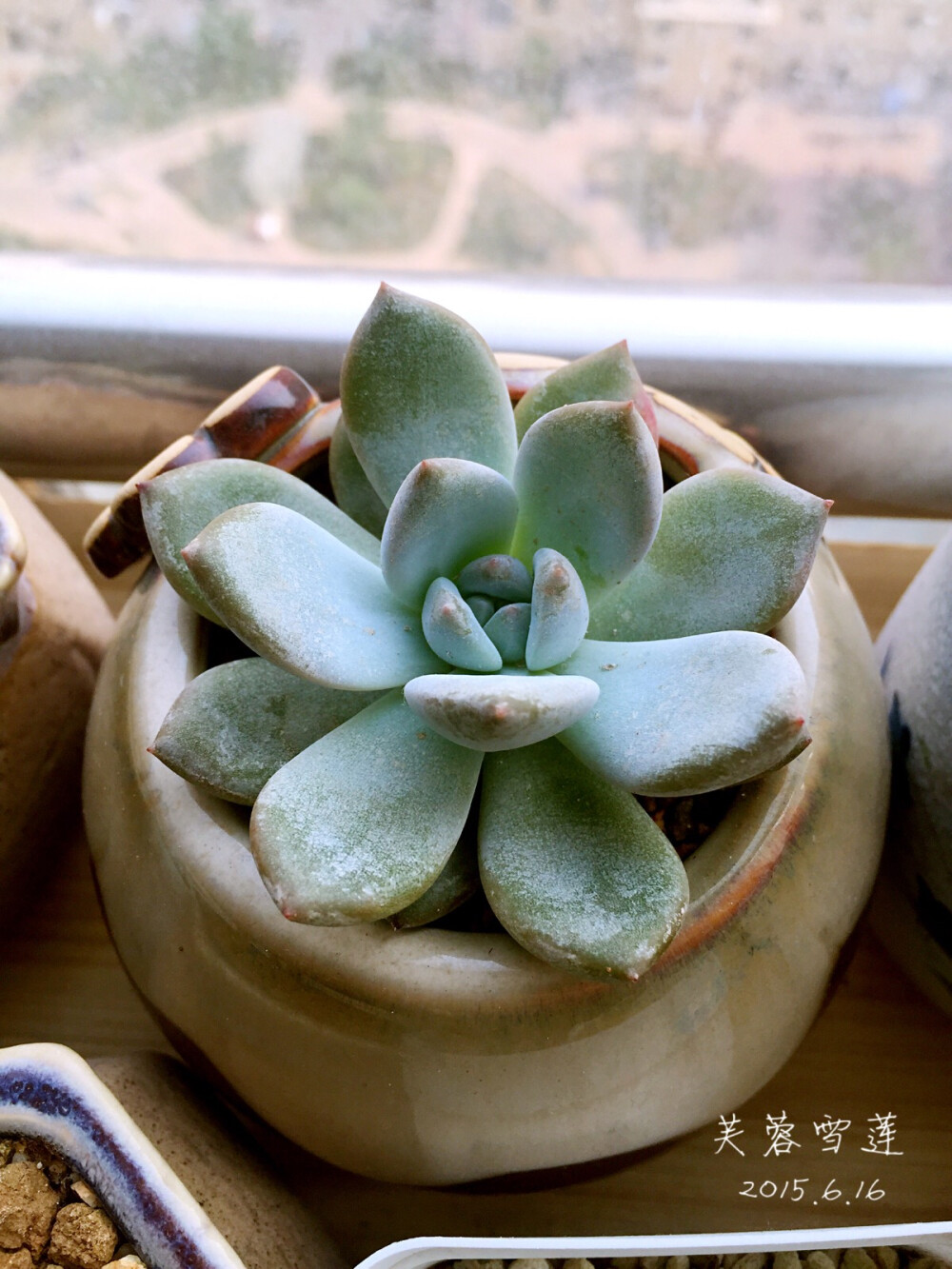 芙蓉雪莲，绿成这样真的好么，不过还好是肥肥的没有徒的不像样/多肉植物/