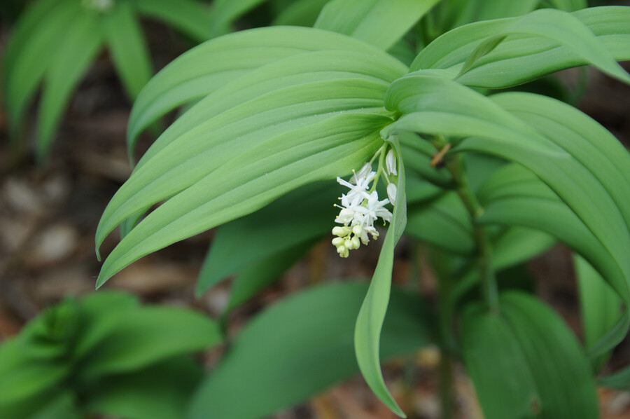 星花舞鹤草 maianthemum stellatum ,舞鹤草属.