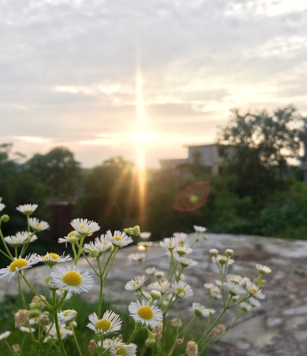 斜阳草树