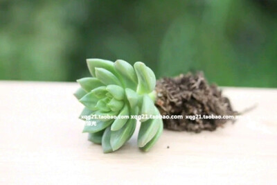 多肉植物 青丽 绿植盆栽 多肉 净化空气 防辐射 迷你小植物价格合理