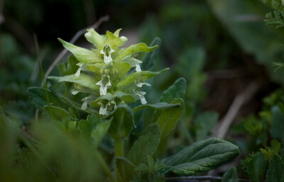 白苞筋骨草 Ajuga lupulina ，唇形科筋骨草属。