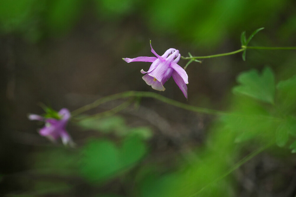 华北耧斗菜 Aquilegia yabeana ，毛茛科耧斗菜属。