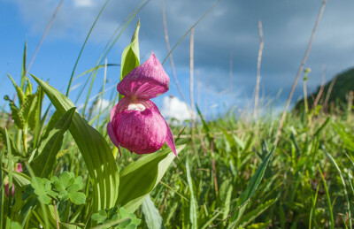 大花杓兰 Cypripedium macranthos ，杓兰属。