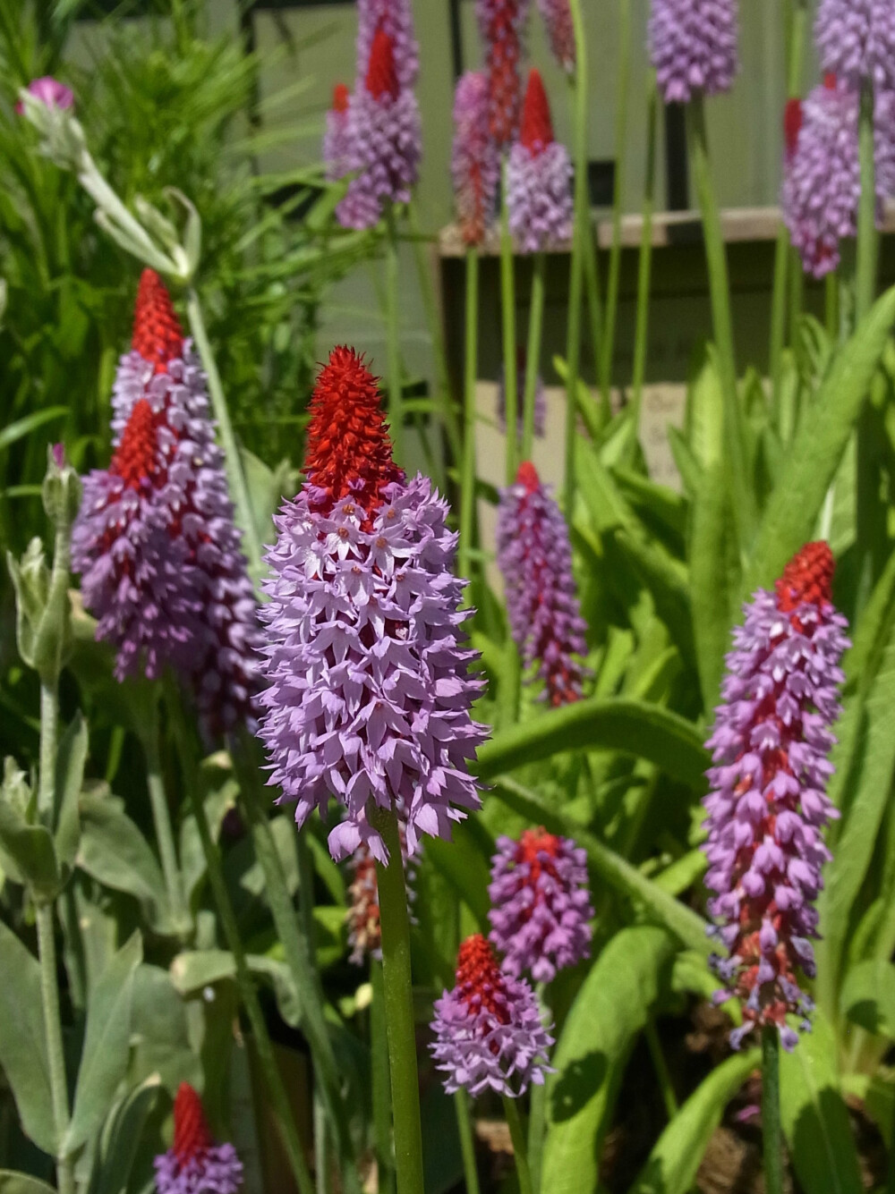 Primula vialii 高穗花报春，报春花科报春花属。