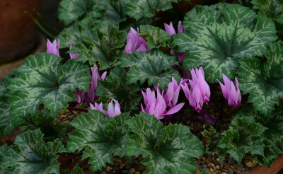 天竺葵叶仙客来 Cyclamen rohlfsianum ，报春花科仙客来属。