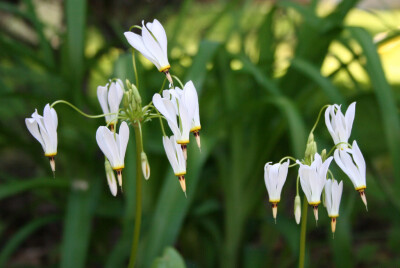 Dodecatheon meadia 流星报春，报春花科流星报春属。