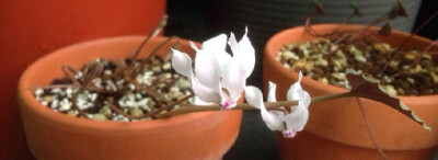 Cyclamen mirabile ，报春花科仙客来属。