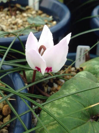 Cyclamen libanoticum ，报春花科仙客来属。