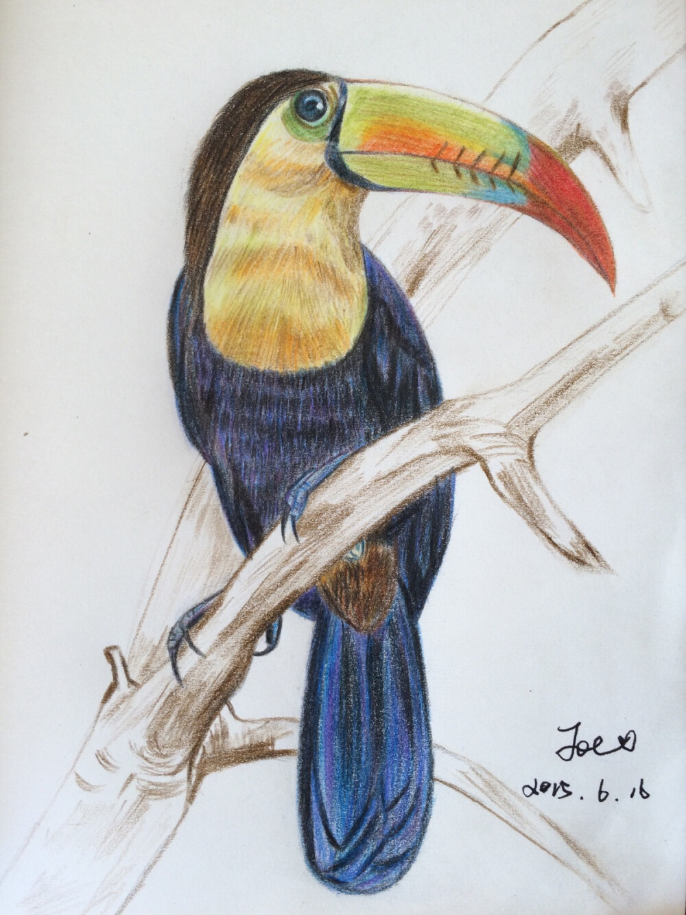 刚刚完成的彩色铅笔绘厚嘴巨嘴鸟第一次画还算有点天赋