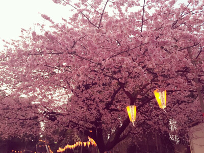 実撮影「東京、上野公園」初春、桜見祭り「みのり様」