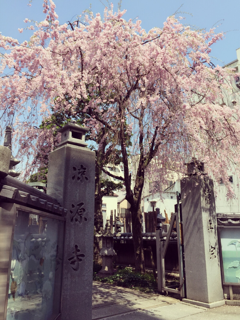 実撮影「東京、上野」初春、小さな寺の前、一本の桜の木が、綺麗に咲いてる「みのり様」