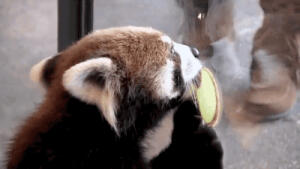 Red Panda Struggles to Get Apple Slices Off Window