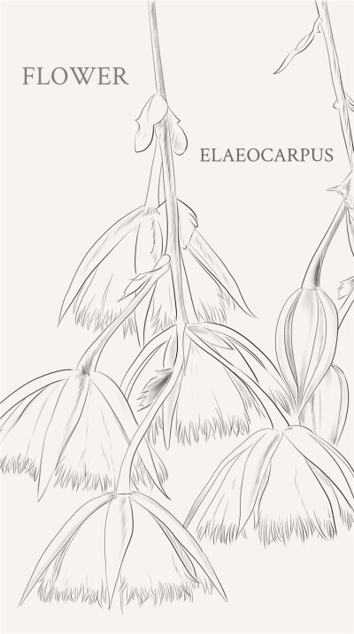 杜英花 Elaeocarpus：杜英科杜英属，为乔木植物。该属共有约200种，分布于热带和亚热带地区 被我排版排残了