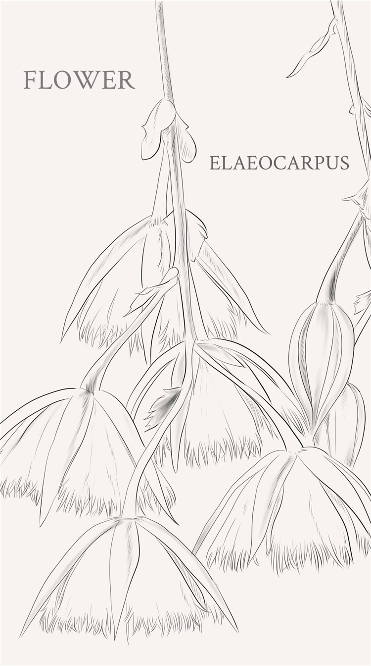 杜英花 Elaeocarpus：杜英科杜英属，为乔木植物。该属共有约200种，分布于热带和亚热带地区{ 被我排版排残了终于更新啦}