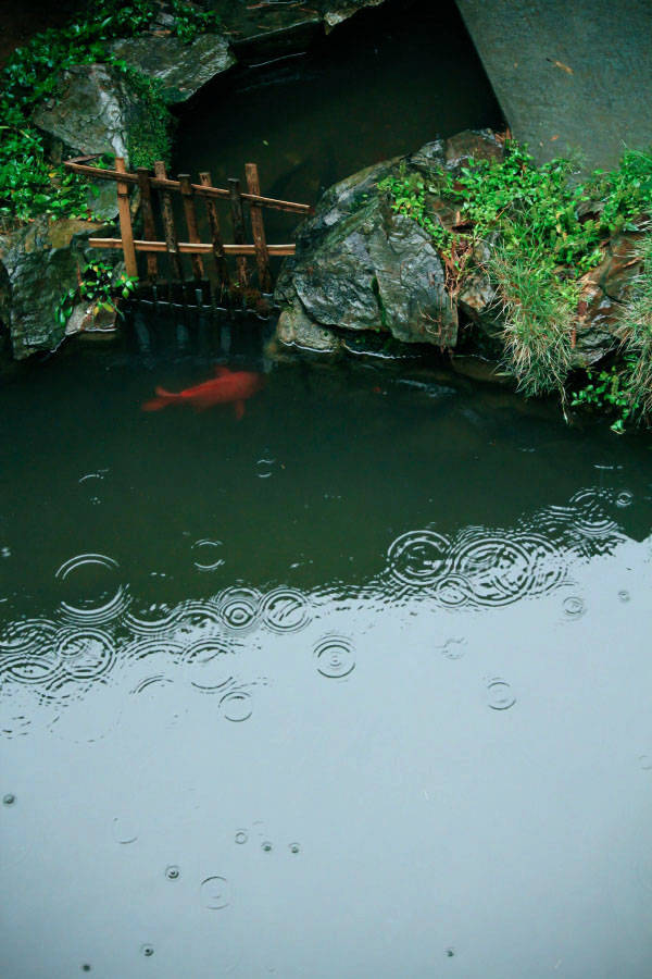 空山新雨后