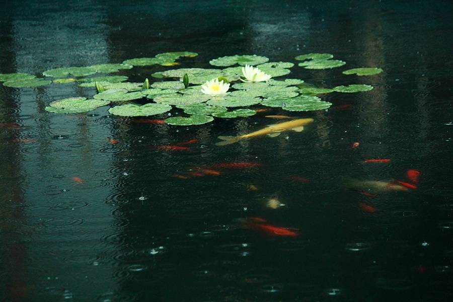 空山新雨后