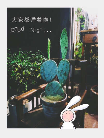 陪安东尼度过漫长岁月 不二 兔子 晚安 good night❤️