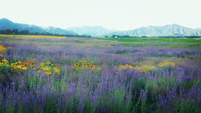 北京昌平十三陵 #七孔桥花海#