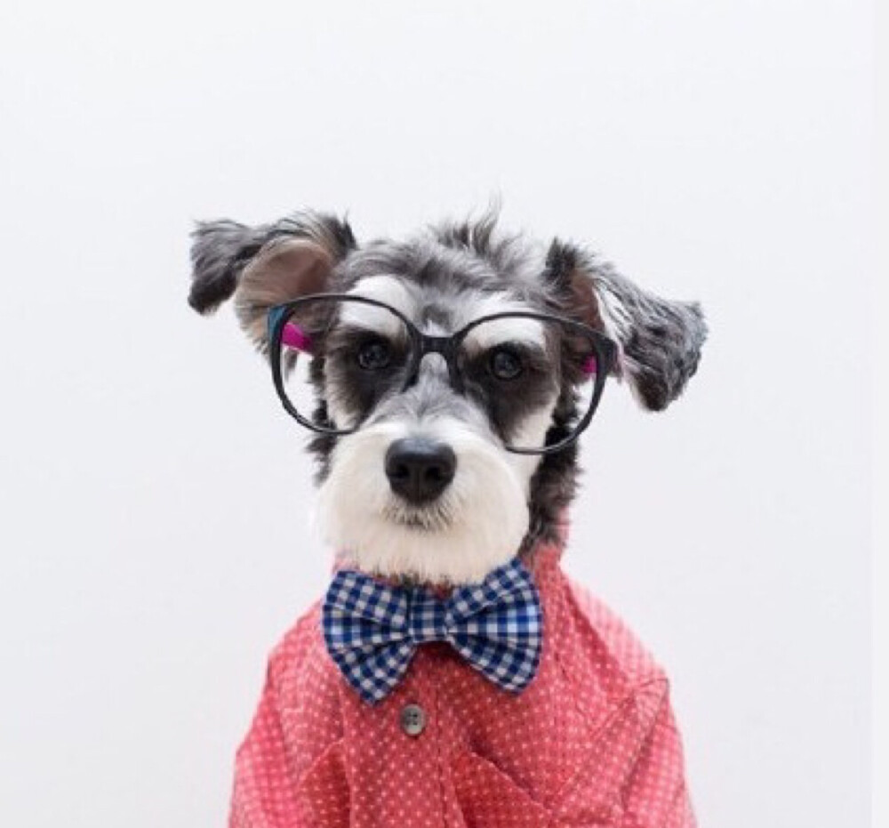 雪纳瑞超级适合戴眼镜毫无违和感