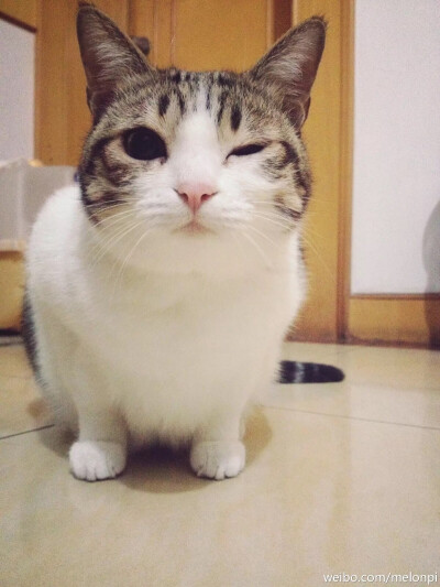 萌物。可爱。喵星人。猫。