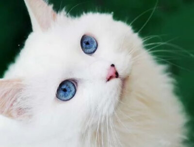 猫咪 小猫 萌宠 宠物 可爱 动物 白毛 宠物 by畩箂_二次元