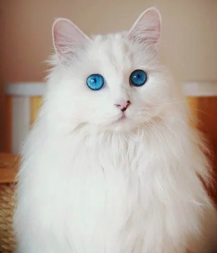 猫咪 小猫 萌宠 宠物 可爱 动物 白毛 宠物 蓝瞳 by畩箂