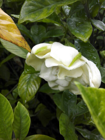 芒种の栀子花