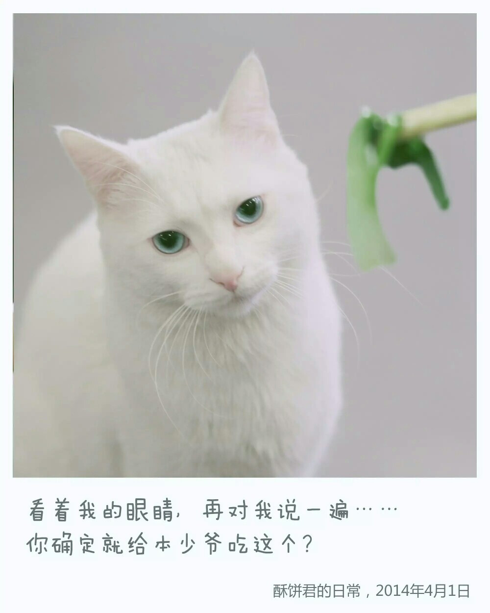 两脚兽的世界真是复杂而脆弱。还好我只是只猫，有鱼就开心