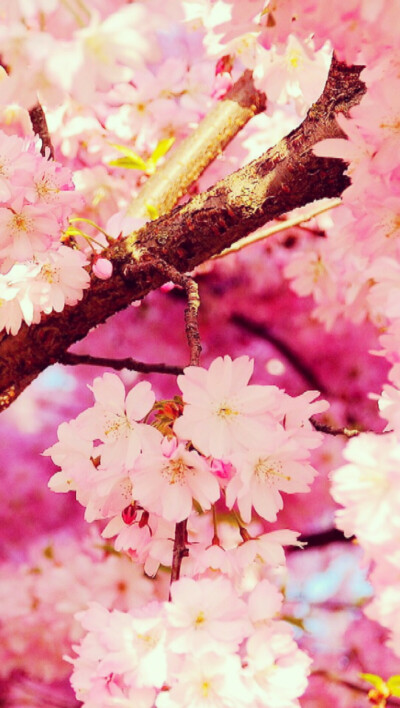 日本樱花桌面。