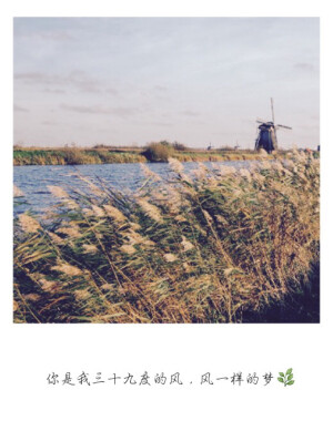 你是我三十九度的风，风一样的梦#文字