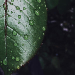 露水荡漾