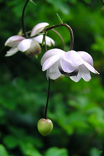  莲华升麻——草莲花