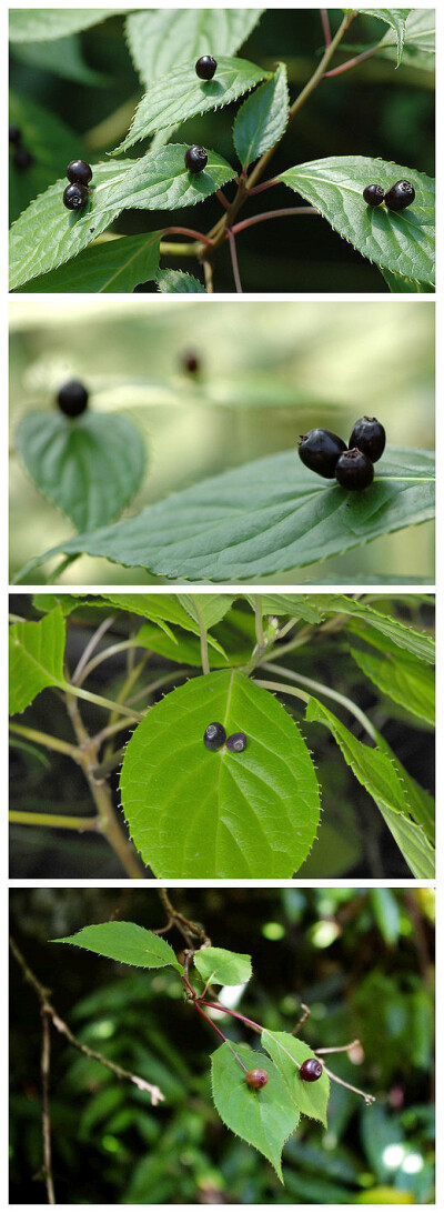 青荚叶果 叶上花 大部参