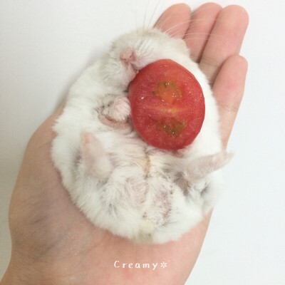 仓鼠 奶茶 三线 Creamy新英文名字~