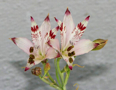 Alstroemeria diluta subsp. diluta ，六出花科六出花属。