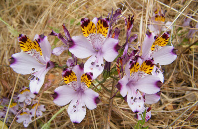 Alstroemeria magnifica ，六出花科六出花属。