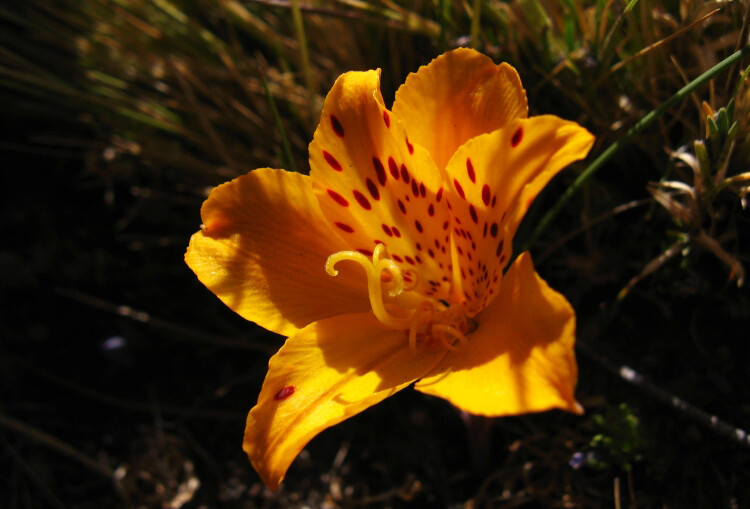 Alstroemeria patagonica ，六出花科六出花属。