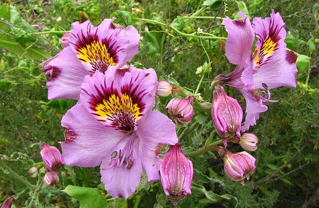 Alstroemeria philippii ，六出花科六出花属。