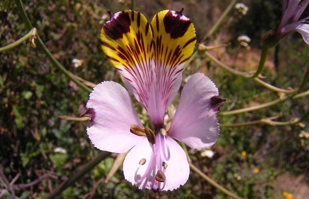 Alstroemeria pulchra var. maxima ，六出花科六出花属。