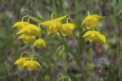 Calochortus amabilis 金仙灯（爱丽草），仙灯属（丽草属）。仙灯属被单拉出来立了仙灯科，然而我还是习惯放在百合科里【。俗名叫第欧根尼仙灯（Diogenes' lantern），为加州的特有种，分布于圣弗朗西期科湾北部的山…