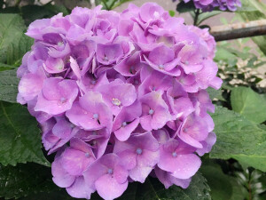 実撮影「東京、虎ノ門」紫陽花「みのり様」