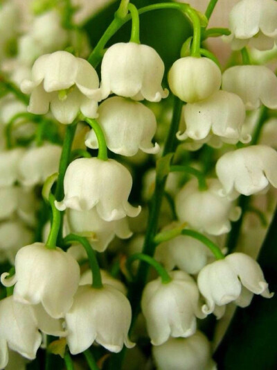 铃兰，她的英文名也很美：lily of the valley（source: pinterest）