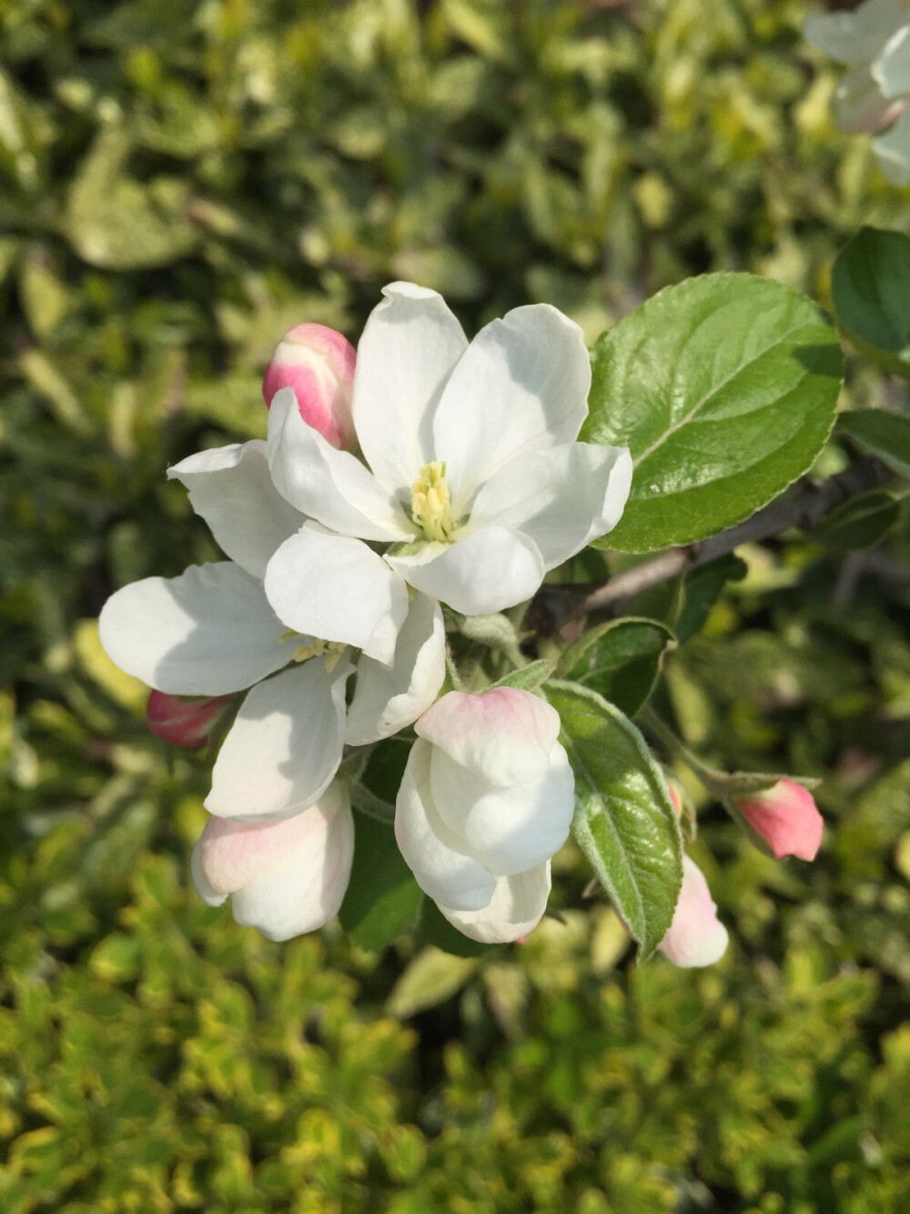 火树银花。花名求科普中……