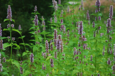 藿香 Agastache rugosa (Fisch. et Mey.) O. Kuntze 唇形科 Labiatae 藿香属