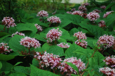 臭牡丹 Clerodendrum bungei Steud. 马鞭草科 Verbenaceae 大青属