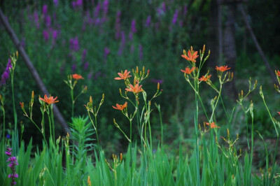 射干 Belamcanda chinensis (Linn.) DC. 鸢尾科 Iridaceae 射干属