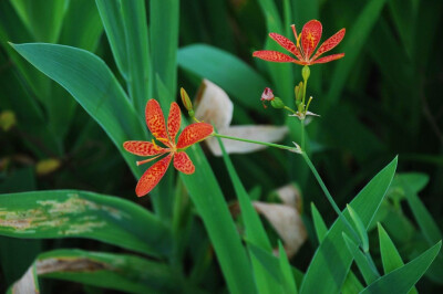 射干 Belamcanda chinensis (Linn.) DC. 鸢尾科 Iridaceae 射干属