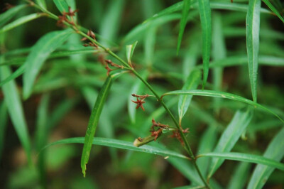 柳叶白前 Cynanchum stauntonii (Decne.) Schltr. ex H.Lév. 萝藦科 Asclepiadaceae 鹅绒藤属